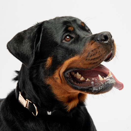 Aquafleece Waterproof Dog Collar – Black | Durable & Adjustable with