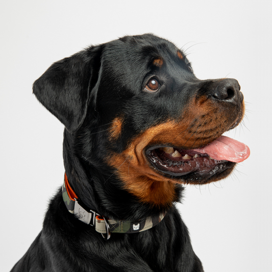 Camo Dog Collar – Durable Adjustable Collar with Patented Metal